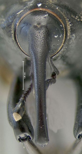 Media type: image;   Entomology 603339 Aspect: head frontal view